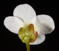 Cardamine reptans. Back view of flower.
 Image: P.B. Heenan © Landcare Research 2019 CC BY 3.0 NZ